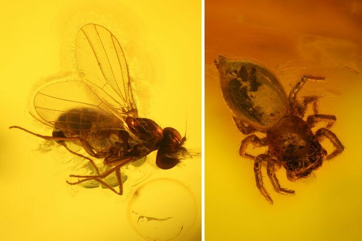 Fossil Fly (Diptera) And Spider (Araneae) In Baltic Amber #123350